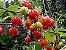 Muda de Pitanga Vermelha - Eugenia uniflora - Imagem 4
