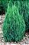 Muda Tuia-Strickta ( Juniperus chinensis ) - Imagem 1