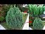 Muda Tuia-Strickta ( Juniperus chinensis ) - Imagem 2
