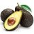 Muda de Abacate Avocado com Cheiro e Sabor de Aniz-Enxertado-Produz em Vaso - Imagem 1