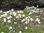 Muda de Magnólia Branca Magnolia Grandiflora - Clonada - Já Solta Flor - Imagem 3