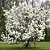 Muda de Magnólia Branca Magnolia Grandiflora - Clonada - Já Solta Flor - Imagem 2