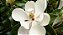 Muda de Magnólia Branca Magnolia Grandiflora - Clonada - Já Solta Flor - Imagem 5
