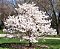 Muda de Magnólia Branca Magnolia Grandiflora - Clonada - Já Solta Flor - Imagem 4