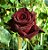 Muda Rosa Negra - Enxertada - Prestes a dar Flor - Novidade - Imagem 1