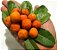 Muda Mama Cadela ou Mamica de Cadela Fruta do Cerrado - Para Vaso - Imagem 1
