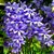 Muda de Flor de São Miguel Azul-Clonadas Ja pode florecer - Imagem 4