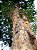 Muda de Pau Brasil - Caesalpinia Echinata - Imagem 2