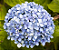 Kit 150 Muda Hortência (Hydrangea macrophylla) - Imagem 6