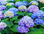 Kit 150 Muda Hortência (Hydrangea macrophylla) - Imagem 5