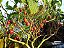 Mudas de Tomate Japonês- tamarilho-Tomate Árvore - Imagem 3