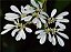 Muda da Flor Neve da Montanha - Euphorbia Leucocephala - Imagem 6