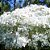 Muda da Flor Neve da Montanha - Euphorbia Leucocephala - Imagem 5
