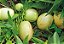Muda de Melão Pêra Enxertado Andino - Solanum Muricatum - Já Pode Produzir - Imagem 3