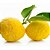 Muda de Cidra - O Verdadeiro Citrus Medica Enxertado - Imagem 1