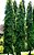 Muda de Árvore Mastro - Ashopala ou Choupala-Exótico - Imagem 3