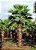 Muda da Palmeira Washingtonia Felifera pt 08 - Imagem 4