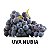 Kit com 10 Mudas uva Núbia Enxertada - Imagem 1