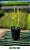 Muda Aveloz Palito de Fogo (Euphorbia tirucalli) Ideal para Vaso Interiores - Imagem 2