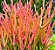 Muda Aveloz Palito de Fogo (Euphorbia tirucalli) Ideal para Vaso Interiores - Imagem 1