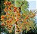 Muda Palmeira Carpentaria (Carpentaria acuminata) - Imagem 4