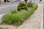 Muda  Capim Chorão Ou Barba de Bode (Eragrostis curvula) - Imagem 1