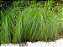 Muda  Capim Chorão Ou Barba de Bode (Eragrostis curvula) - Imagem 2