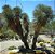 Muda Yucca elata ou árvore-sabão Rara Novidade - Imagem 1