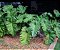 Muda Filodendro ondulado – Philodendron undulatum  Raro - Imagem 3
