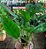 Muda Philodendron Renauxii - Raro (urban Jungle) - Imagem 2