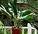 Muda Philodendron Renauxii - Raro (urban Jungle) - Imagem 1