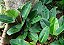 Muda Philodendron Renauxii - Raro (urban Jungle) - Imagem 3