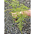 Muda Aspargo Melindre (Asparagus setaceus) - Imagem 2