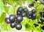 Muda de Uva Jabuticaba Enxertada para Clima Tropical - Imagem 6