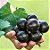 Muda de Uva Jabuticaba Enxertada para Clima Tropical - Imagem 7