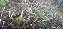 Muda de Uva Jabuticaba Enxertada para Clima Tropical - Imagem 3