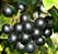Muda de Uva Jabuticaba Enxertada para Clima Tropical - Imagem 2