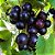 Muda de Uva Jabuticaba Enxertada para Clima Tropical - Imagem 4
