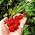 Muda de Framboesa Silvestre Clonada Estaca - (Rubus Rosifolius) - Imagem 4