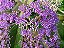 Muda Calicarpa Chinesa (Callicarpa Reevesii) - Atrai Pássaros - Exótico - Imagem 4