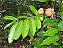Muda de Andiroba - Carapa Guianensis - Exótico - Imagem 2