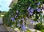 Muda Thumbérgia Trepadeira (Thunbergia Grandiflora) - Muda de Estaca - Já Florece - Imagem 1