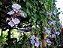 Muda Thumbérgia Trepadeira (Thunbergia Grandiflora) - Muda de Estaca - Já Florece - Imagem 3
