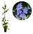 Muda Thumbérgia Trepadeira (Thunbergia Grandiflora) - Muda de Estaca - Já Florece - Imagem 2