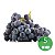 Kit 5 Mudas uva Núbia para climas quente Enxertada - Imagem 1