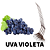 Uva BRS Violeta  Para Vinhos e suco para Climas Tropical-Enxerto - Imagem 3