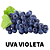 Kit 2 Uvas BRS Violeta para Vinhos e Suco para Clima Tropical - Enxertada - Imagem 4