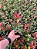 Muda Fotinia Photinia Fraser Sementes Flor Cerca Viva - Imagem 2
