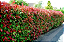Muda Fotinia Photinia Fraser Sementes Flor Cerca Viva - Imagem 5