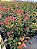 Muda Fotinia Photinia Fraser Sementes Flor Cerca Viva - Imagem 3